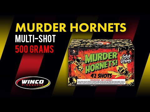 Murder Hornets - 42 shots