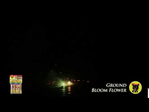 Ground Bloom Flower - 6 pack