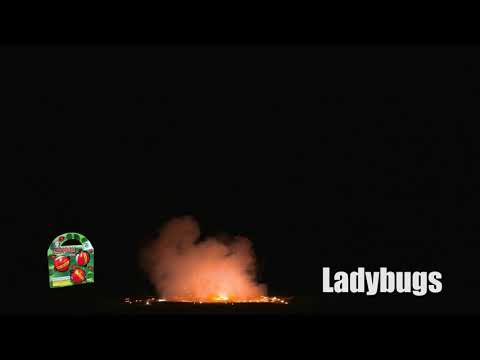 Lady Bugs - 3 Pack